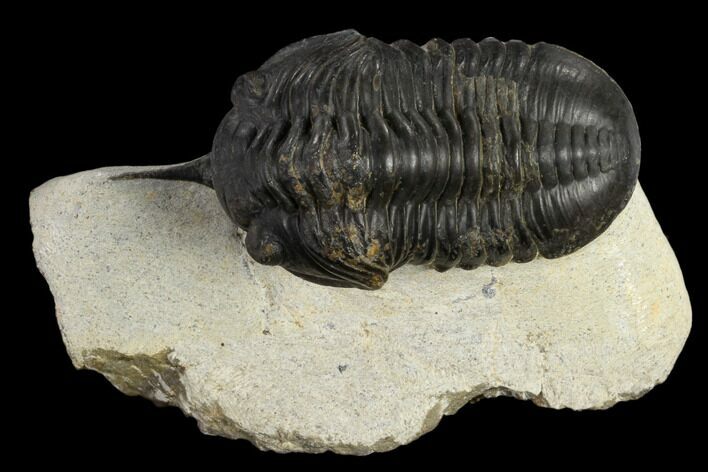 Bargain, Morocconites Trilobite - Ofaten, Morocco #119630